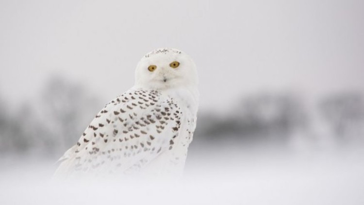 Take a gander: Audubon Society’s Christmas bird count underway