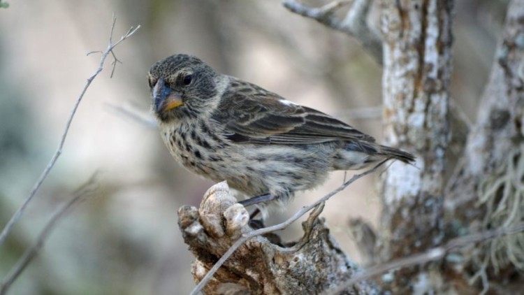 Extinction looms for Charles Darwin’s finches, and humans are to blame