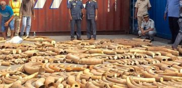 Cambodia seizes record three-tonne haul of African ivory