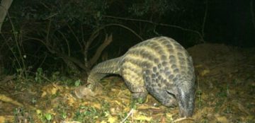 Pangolins: Rare insight into world’s most trafficked mammal