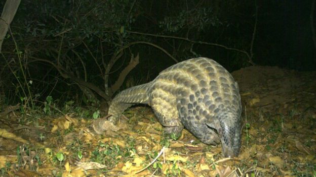 Pangolins: Rare insight into world’s most trafficked mammal